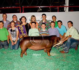 Duroc Gilts
